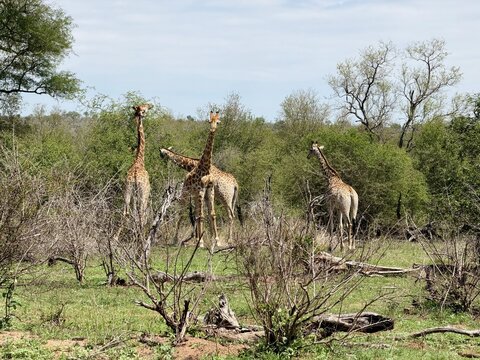 Three giraffes standing among acacia trees at Kruger National Park in Mpumalanga, South Africa