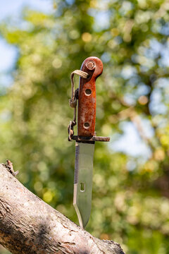 Vintage military bayonet knife with brown bakelite handle stuck into tree branch against blurred green nature background, closeup. Historic survival and combat equipment concept