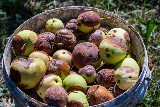 Rotten spoiled apples in old plastic bucket harvest waste. Closeup of harvested apples rotting and spoiling in dirty bucket outdoors. Concept of agricultural waste, crop disease and food spoilage
