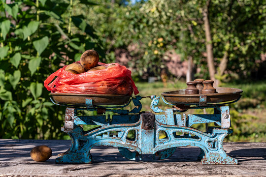 Vintage mechanical balance scale with potato. Rusty blue iron balance scale with weights outdoors weighing harvested potatoes in red plastic bag. Concept traditional farming and local trade