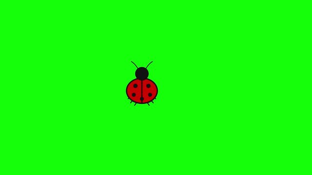 Ladybug walking across bright green screen background for creative animation video projects requiring simple motion graphics for digital compositing assets