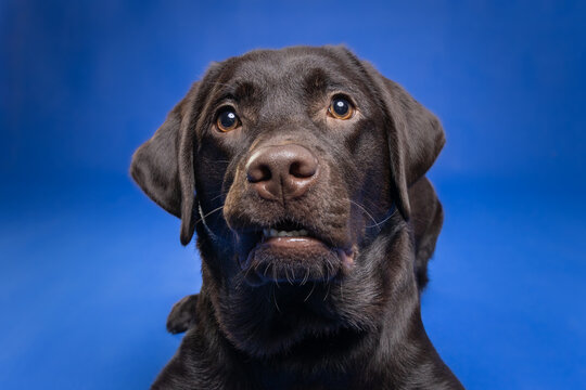 Adorable Chocolate Labrador Retriever puppy lying down in a studio with a blue background. A beautiful portrait of a loyal, friendly, and calm companion