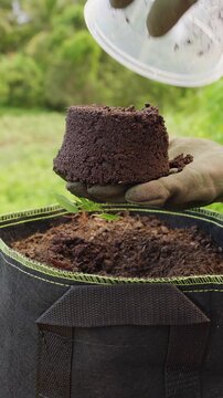 Vertical video. Woman in Gardening Gloves Plants a Young Seedling in Soil Inside a Fabric Pot Outdoors, Sustainable Gardening and Food Cultivation