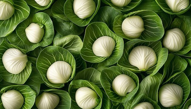 Vibrant Organic Fresh Crisp Mini Pok Choi Heads Artfully Arranged for a Stunning Textural Background