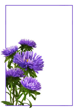 Purple aster flowers in a corner arrangement with a frame isolated on white or transparent background