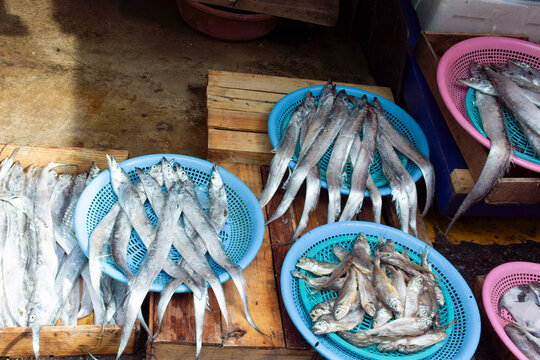 Galchi or beltfish or ribbonfish as well as Yellow Croaker fish at a market, Busan, South Korea