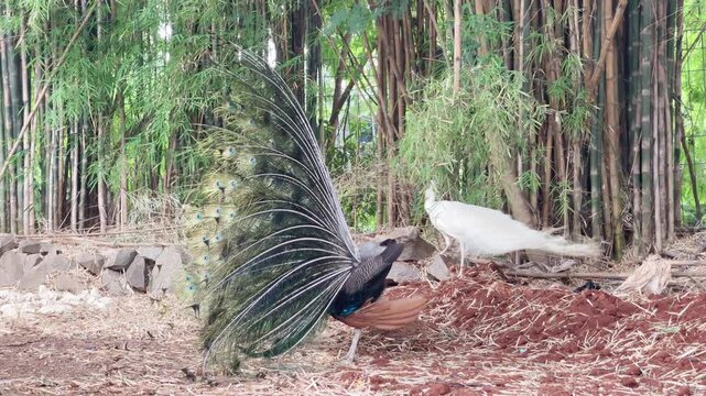 male indian peafowl dancing in nature, blue peacock dancing and white peacock walking away in the back