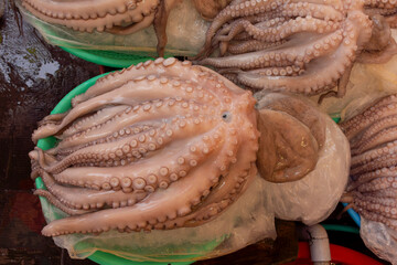 Fresh octopus (Octopus vulgaris) displayed in a market in Busan, South Korea © love2explore
