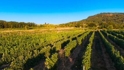 Obraz premium Vineyard rows below forested hill and blue sky. Warm sunlight highlights grapevines and dry paths across a broad rural landscape.