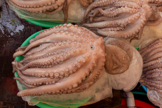 Fresh octopus (Octopus vulgaris) displayed in a market in Busan, South Korea