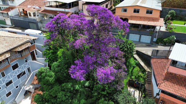 &aacute;rvore  ip&ecirc;-roxo