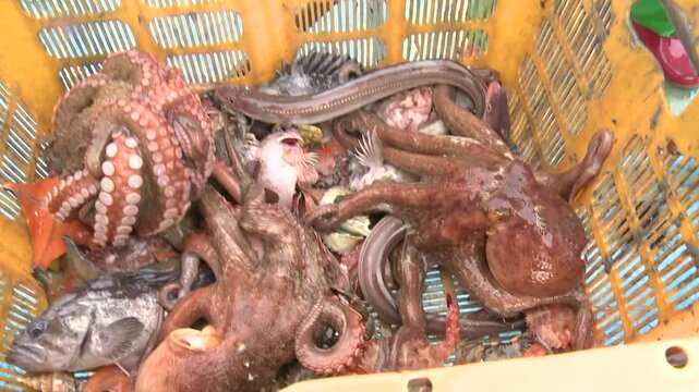 Korea fish trap fishing octopus crab eel rockfish seafood fishery ocean marine product 한국 통발 어업 문어잡이 게 문어 붕장어 우럭 해산물 수산물 바다 어장 어촌 수산업 생선 식재료