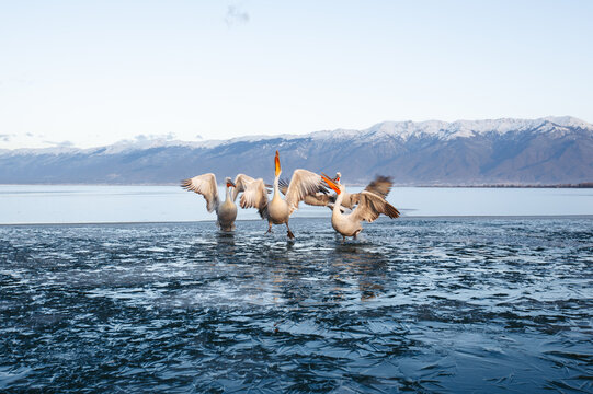 Dalmatian pelicans (Pelecanus crispus) feeding on the first forming ice at Lake Kerkini, Greece. Spectacular winter wildlife scene with Europe's largest freshwater birds displaying natural feeding beh
