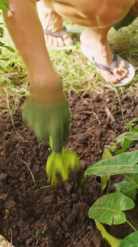 Vertical video. Close View of a Gloved Woman Loosening Dark Soil with a Green Hand Cultivator beside Lush Plants, Ground Preparation, Gardening, and Plant Care