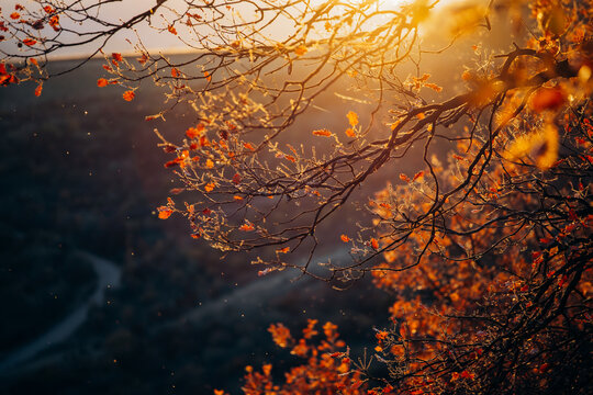 Autumn leaves background