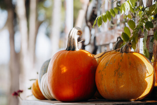 A bench with assorted pumpkins