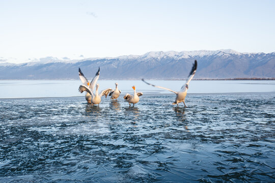 Dalmatian pelicans (Pelecanus crispus) feeding on the first forming ice at Lake Kerkini, Greece. Spectacular winter wildlife scene with Europe's largest freshwater birds displaying natural feeding beh