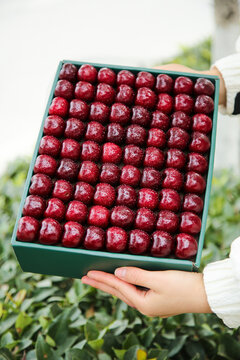 Premium Red Cherries in Gift Box from Yantai Shandong - Fresh Chilean Quality Fruit Import Display