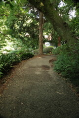 Fototapeta premium Gravel path through lush garden under canopy outdoor recreation