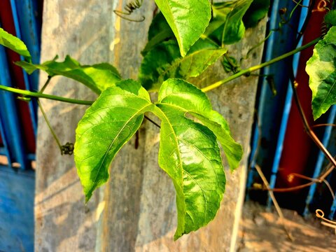 Close-up of Passion Fruit Leaves in Sunlight with Tendrils on Farm Fence