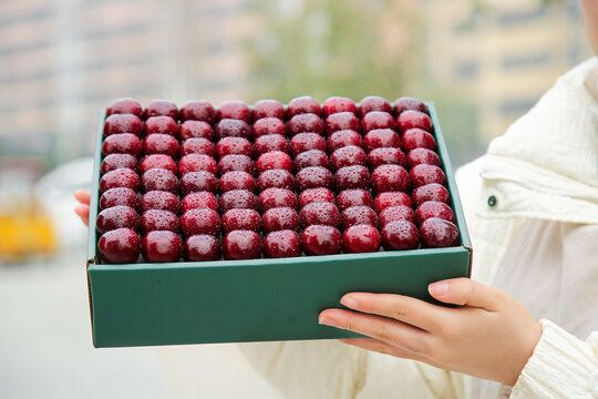 Premium Yantai Cherries from Shandong China in Gift Box - Fresh Red Fruit Display
