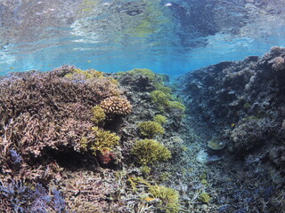 西表島の浅瀬に広がる色鮮やかな珊瑚礁の水路 © GritAI