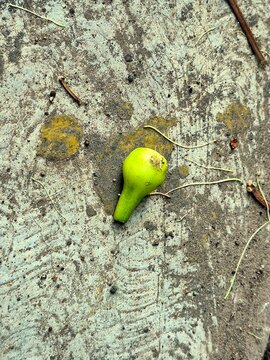Single Fallen Water Apple Flower Bud Lying on Rough Cement Floor