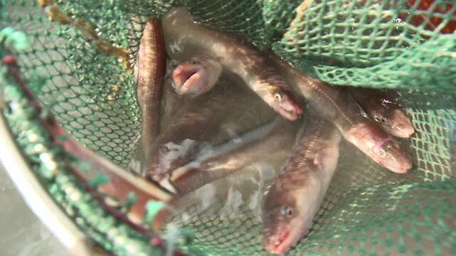 Korea fish trap fishing octopus crab eel rockfish seafood fishery ocean marine product 한국 통발 어업 문어잡이 게 문어 붕장어 우럭 해산물 수산물 바다 어장 어촌 수산업 생선 식재료
