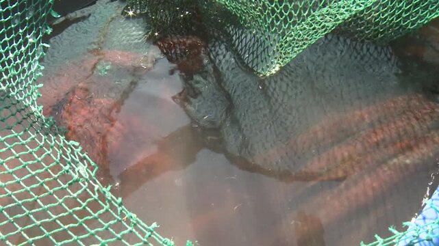 Korea fish trap fishing octopus crab eel rockfish seafood fishery ocean marine product 한국 통발 어업 문어잡이 게 문어 붕장어 우럭 해산물 수산물 바다 어장 어촌 수산업 생선 식재료