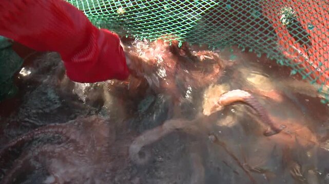 Korea fish trap fishing octopus crab eel rockfish seafood fishery ocean marine product 한국 통발 어업 문어잡이 게 문어 붕장어 우럭 해산물 수산물 바다 어장 어촌 수산업 생선 식재료