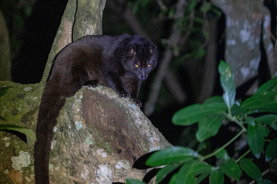 Brown Palm Civet Perching on Tree Root at Night in Tropical Forest, Nilgiri Hills, India