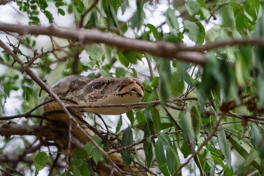 Indian Rock Python Resting in Tree Branches in Nagarhole Tiger Reserve, India