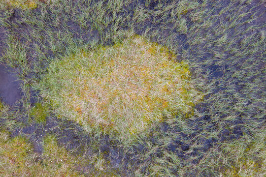 Aerial view of a marshy landscape with vibrant green grasses and patches of golden moss surrounded by dark wet soil in Valldal, More og Romsdal, Norway.