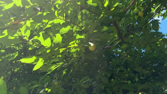 Single ripe yellow cherry plum hanging on a leafy tree branch, fresh garden fruit, summer harvest, organic food.