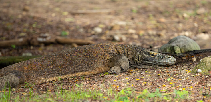 Komodo dragon portrait. Komodo National Park, Indonesia.