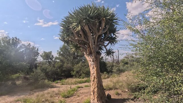  Tall Quiver trees that are very rare Aloidendron dichotomum, formerly Aloe dichotoma, the quiver tree or kokerboom, growing at Augrabies Falls Waterfalls, Northern Cape, South Africa, 4K Video