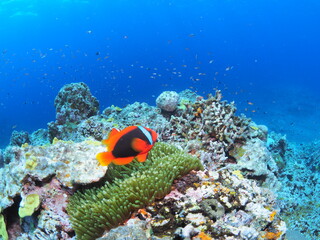 石垣島のイソギンチャクと熱帯魚が暮らす珊瑚礁 © GritAI