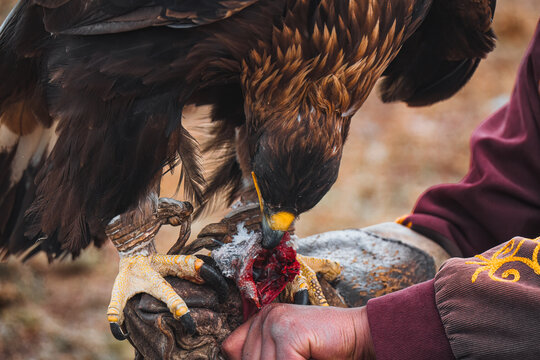 Golden Eagle Feeding on Prey Held by Falconer in Central Asia