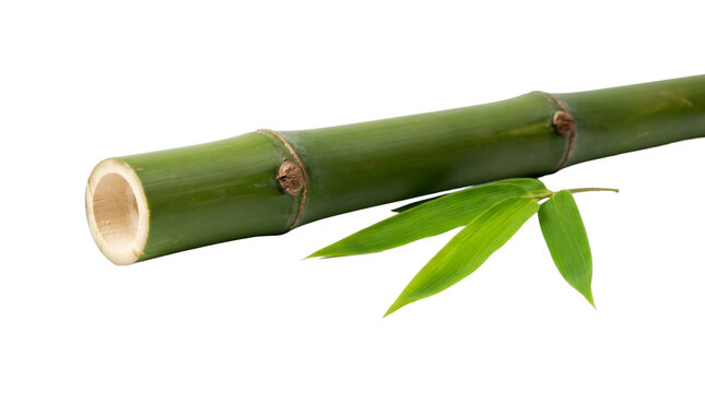 Single green bamboo stalk with leaf on a transparent background PNG file