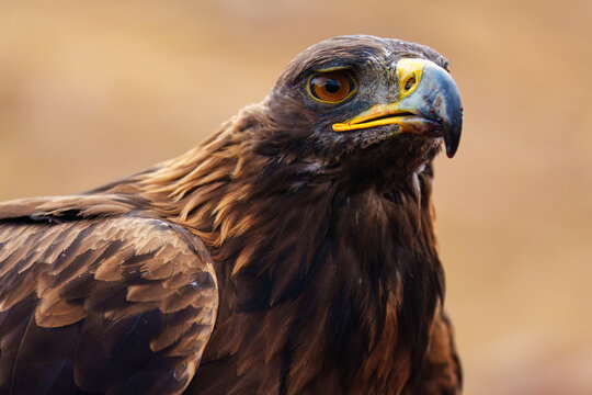 Closeup Golden Eagle With Amber Eye and Sharp Beak Portrait Looking Up in Natural Outdoor