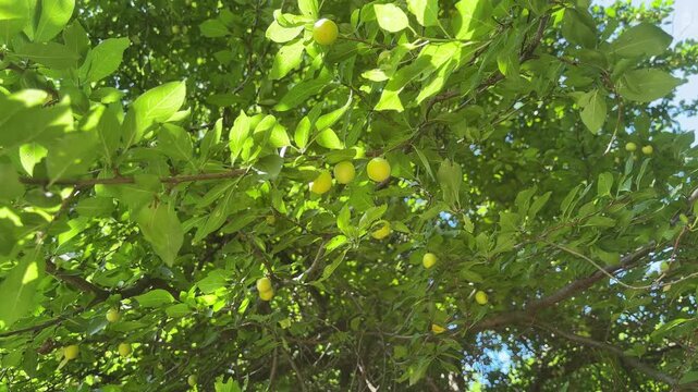 Close view of a ripe yellow cherry plum on a shaded leafy branch, summer garden harvest, fresh organic fruit.