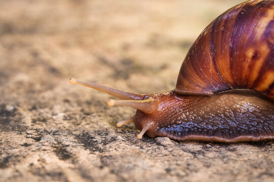 Giant African Land Snail Crawling on Stone Surface Closeup Macro Shot