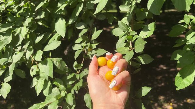 Person holding a handful of ripe cherry plums beside a leafy fruit tree, homegrown harvest, fresh food, summer gardening.