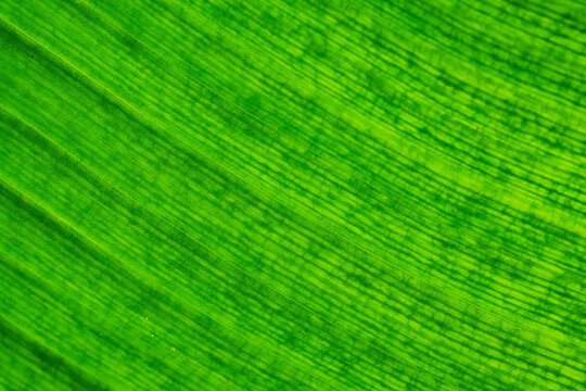 Closeup Green Banana Leaf Texture Natural Pattern
