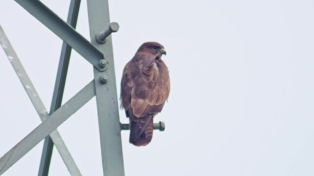 Common Buzzard Scanning for Prey at Forest Edge in Autumn Evening Light - Hunting Behavior in Germany, 4K