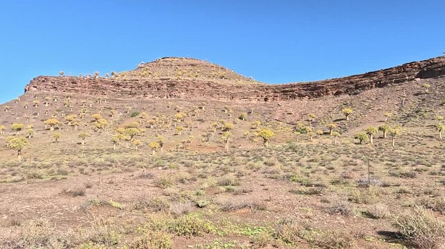 Big field of the rare Aloidendron dichotomum, formerly Aloe dichotoma, the quiver tree or kokerboom, growing in a semi-arid landscape against a hill 4K Video.