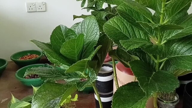 Tilt Up Shot of Hydrangea Macrophylla Plant Showing Vibrant Green Leaves and Fresh Blooming Inflorescence in Commercial Garden Center Nursery