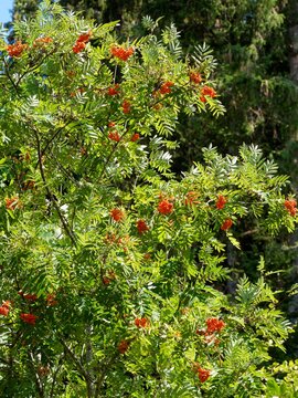 (Sorbus aucuparia) Rowan mountain-ash shrub with roundish crown covered with elongated-lanceolate green leaflets arranged alternately along a branches, producing clusters of red berries-like fruits
