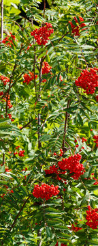 Rowan mountain ash (Sorbus aucuparia) shrub producing clusters of grouped red fruits or ripen pomes on stems along  purple branches 