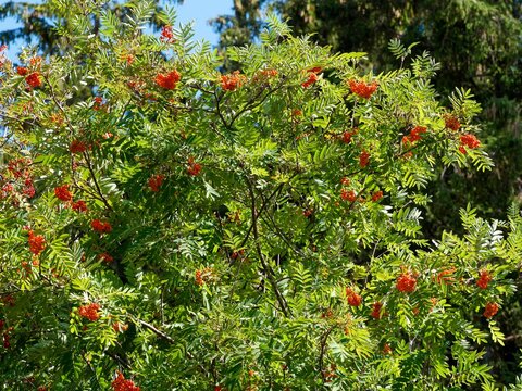 Sorbus aucuparia | Rowan or mountain-ash. Shrub, roundish crown, smooth bark, branches stick out and are slanted upwards bearing lanceolate green serrated leaves clusters of small red berries
